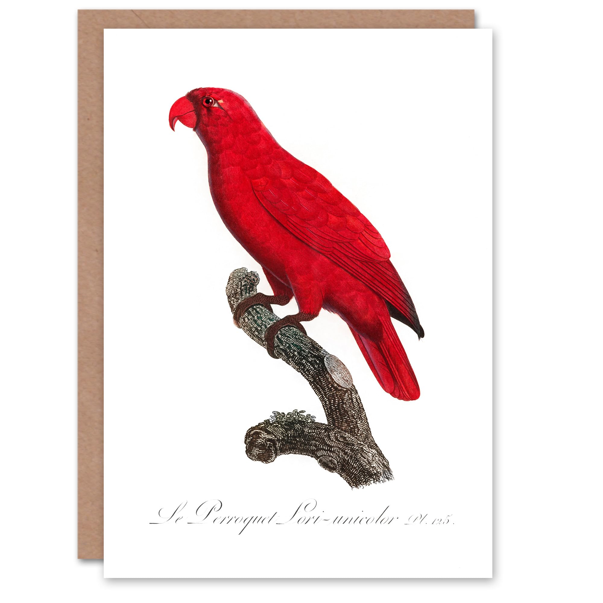 Artery8 Francois Levaillant Art Card The Cardinal Lory Parrot