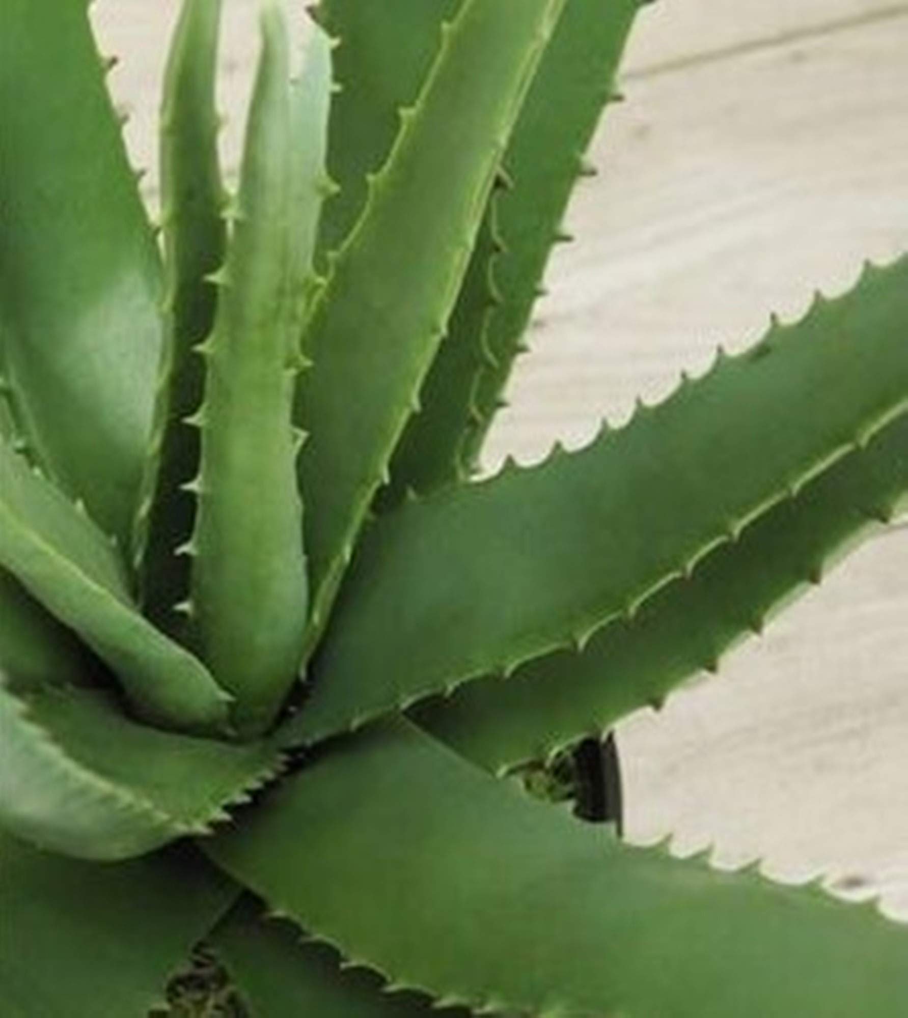 GREEN ISLAND Alo vera Herbal Live Plants in Beautiful Pot (B08R4388GV) Amazon Price History, Amazon Price Tracker