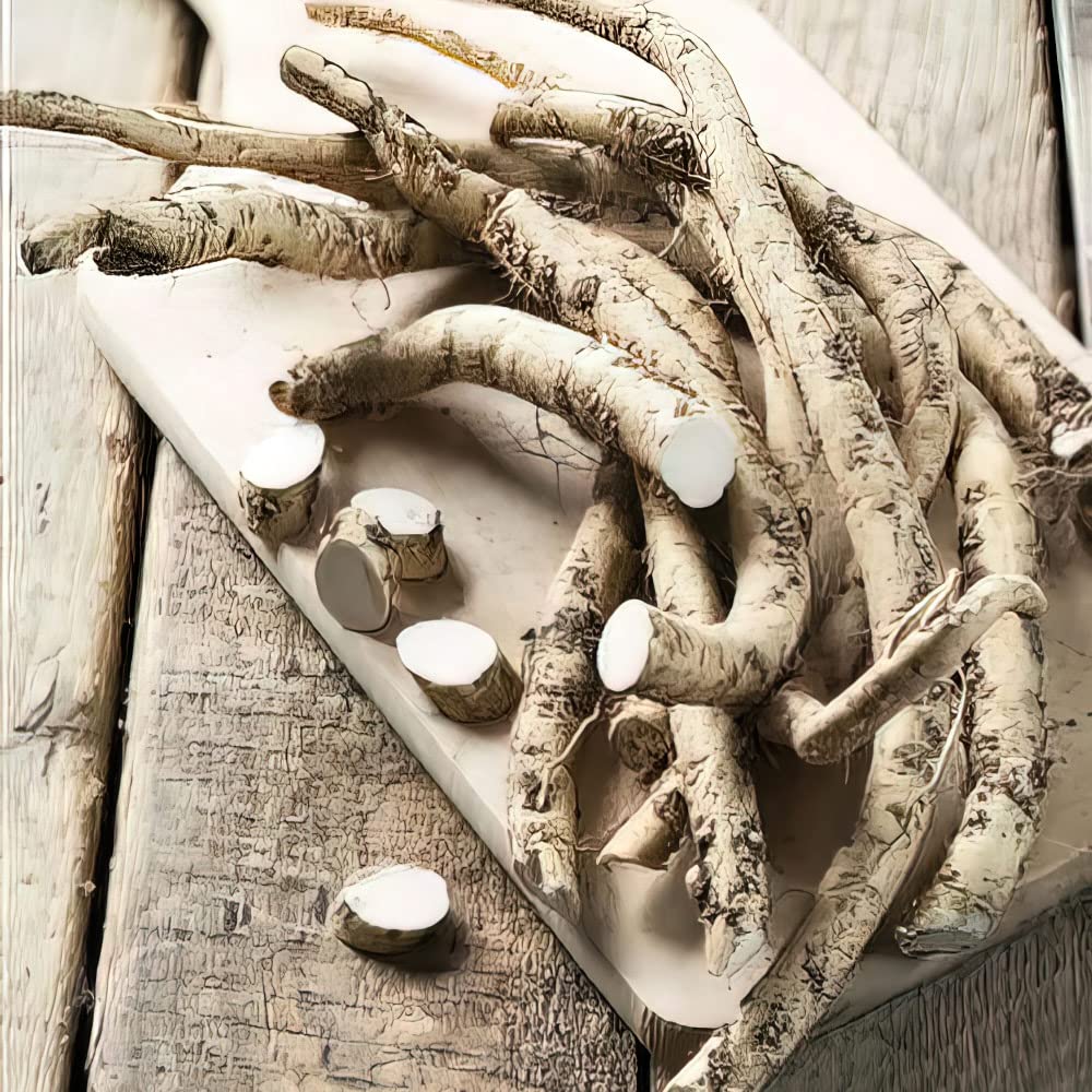 Horseradish 'Vitara'. 5cm Plant x 2. Spicy Root Vegetable to go with Roast Beef! Hardy Perennial. Available from Bedwen Plants