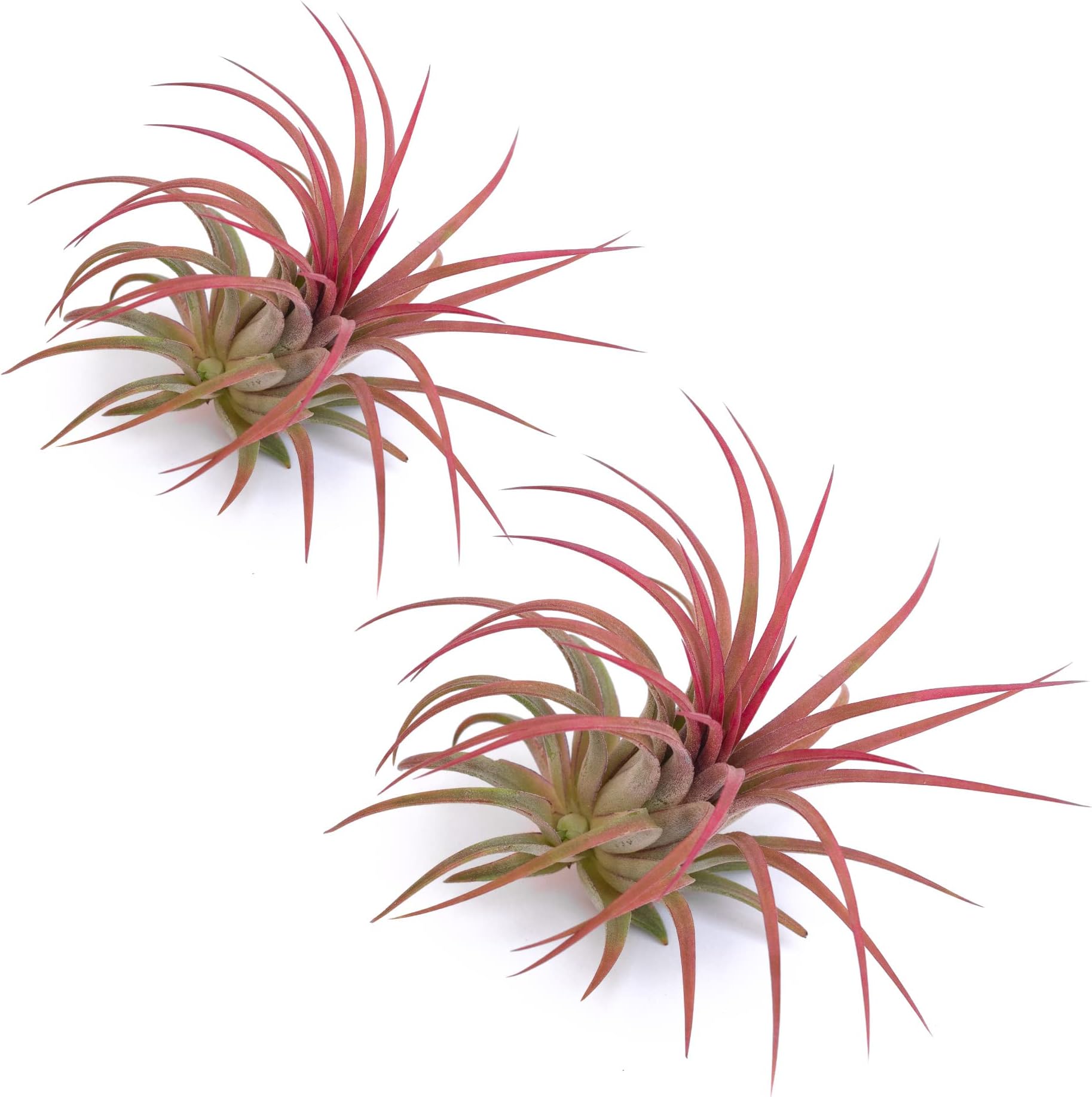 Tillandsia Ionantha Rouge - Plante Air Décorative Facile D'Entretien