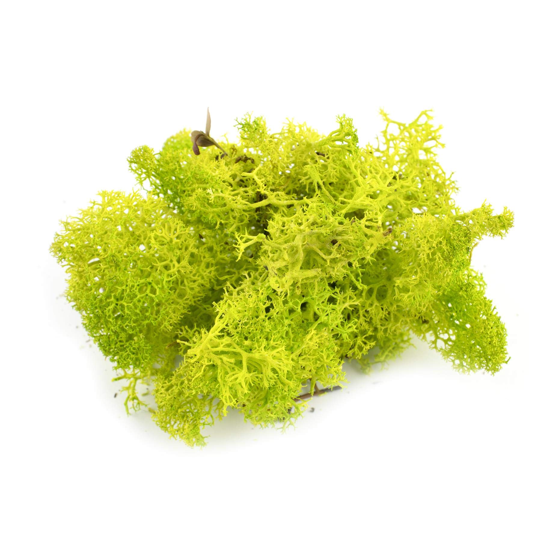 War World Scenics Lichen Light Green Moss Model Foliage 100g – Model Railway Wargame Scenery Landscape Modelling Trees Bushes Hedges Diorama Basing Material