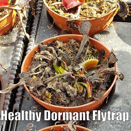 Miniatura 4 de Venus Flytrap 'B52' planta carnívora, Dionaea muscipula, llegada en vivo, planta adulta, maceta de 3" - Predatory Plants