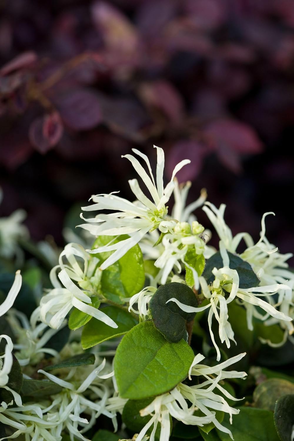 Emerald Snow Loropetalum (2 Gallon) Flowering Evergreen Shrub with Green Foliage and White Blooms - Full Sun to Part Shade Live Outdoor Plant - Southern Living Plants