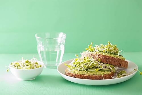 Miniatura 8 de Semillas de rábano orgánicas para germinar, 15 libras, sin OMG, semillas comestibles, puras, veganas, kosher, a granel. Sabor picante. Rico en