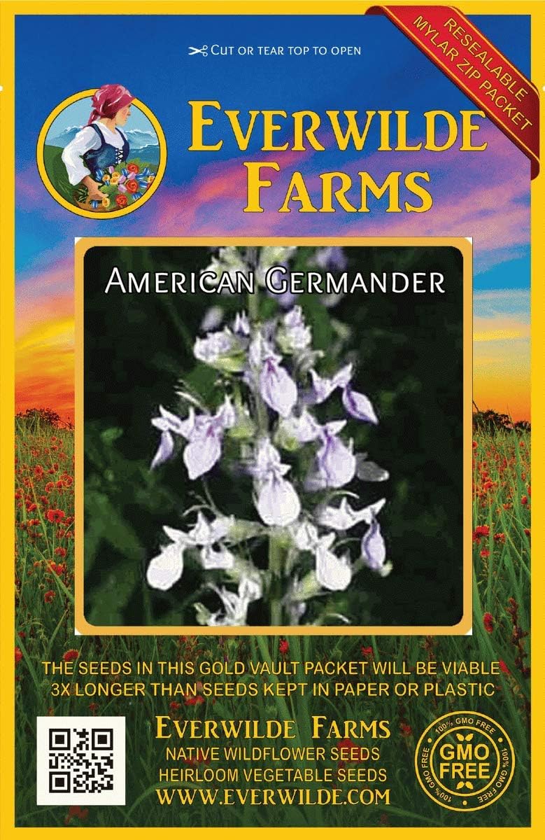 Everwilde Farms - 350 American Germander Native Wildflower Seeds - Gold Vault Jumbo Seed Packet