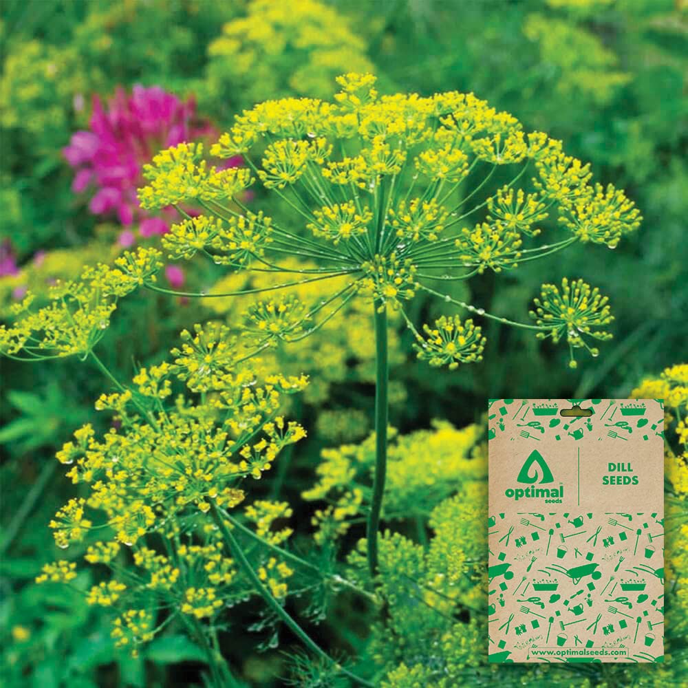 Optimal Seeds Dill Herb Seeds (B0B5ZMMFHF) Amazon Price History, Amazon Price Tracker