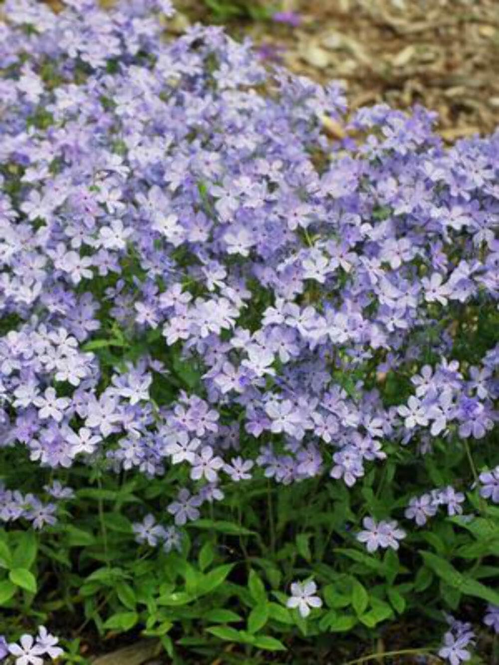 Perennial Farm Marketplace Phlox divaricata 'Blue Moon'