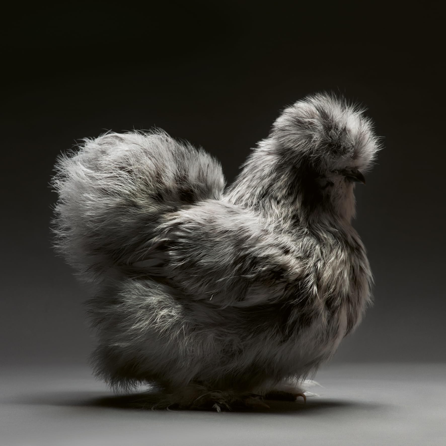 Gefiederte Eleganz: Eine fotografische Hommage an das Huhn
