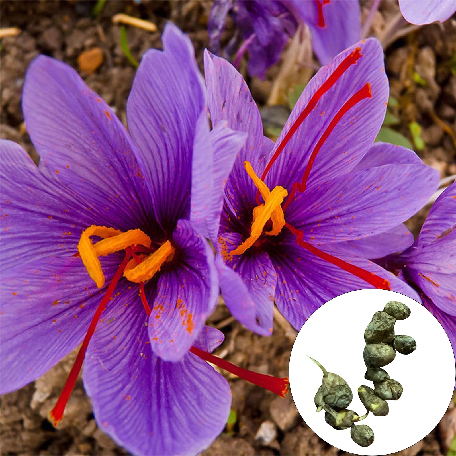 Flower Seeds,10Pcs/Bag Crocus Sativus Seeds Fast Growing Aromatic Decorative Bonsai Garden Flower Seeds for Home Seeds