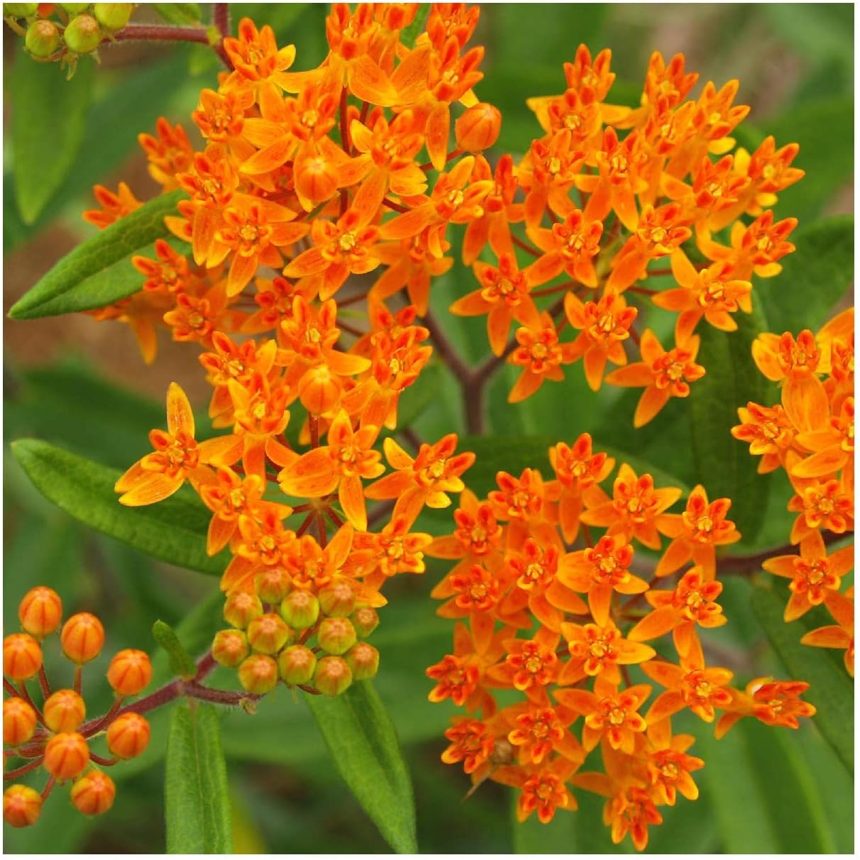Everwilde Farms - 1 Oz Butterfly Weed Native Wildflower Seeds - Gold Vault