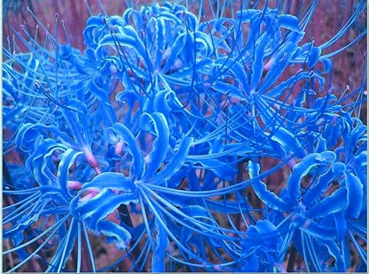 Amazon 曼珠沙華 球根 彼岸花 彼岸花 球根 販売 ヒガンバナ 球根 植えやすく メンテナンスも簡単 球根