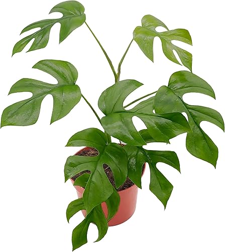 California Tropicals Tetrasperma - La rara mini planta Monstera, planta de interior viva de 6 pulgadas para interiores y exteriores, aire de fácil