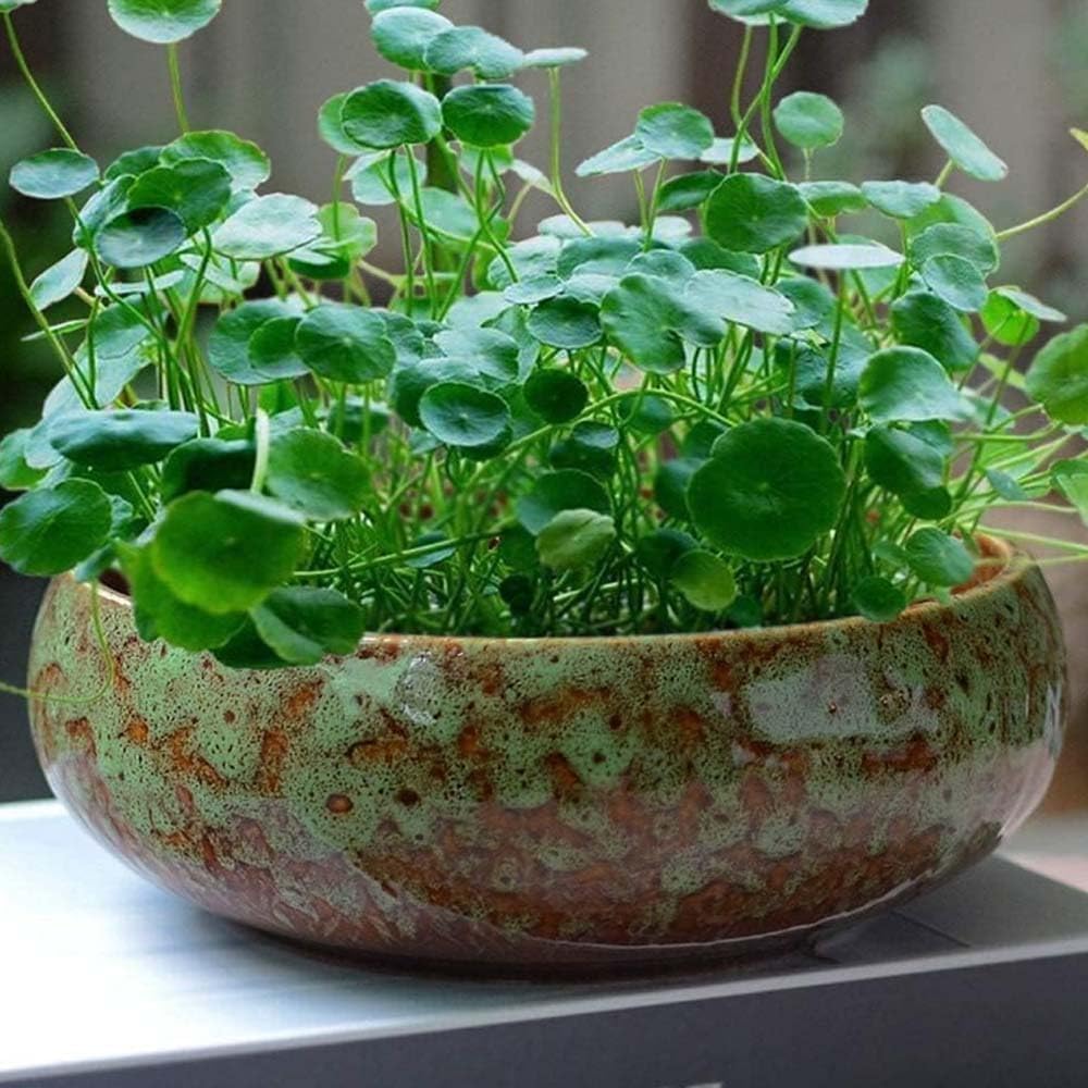 Ceramiczna doniczka z motywem lotosu do hydroponiki wewnętrznej, płytka doniczka w kształcie płatka do sukulentów, bonsai i roślin wodnych, idealna do nasion kwiatu lotosu