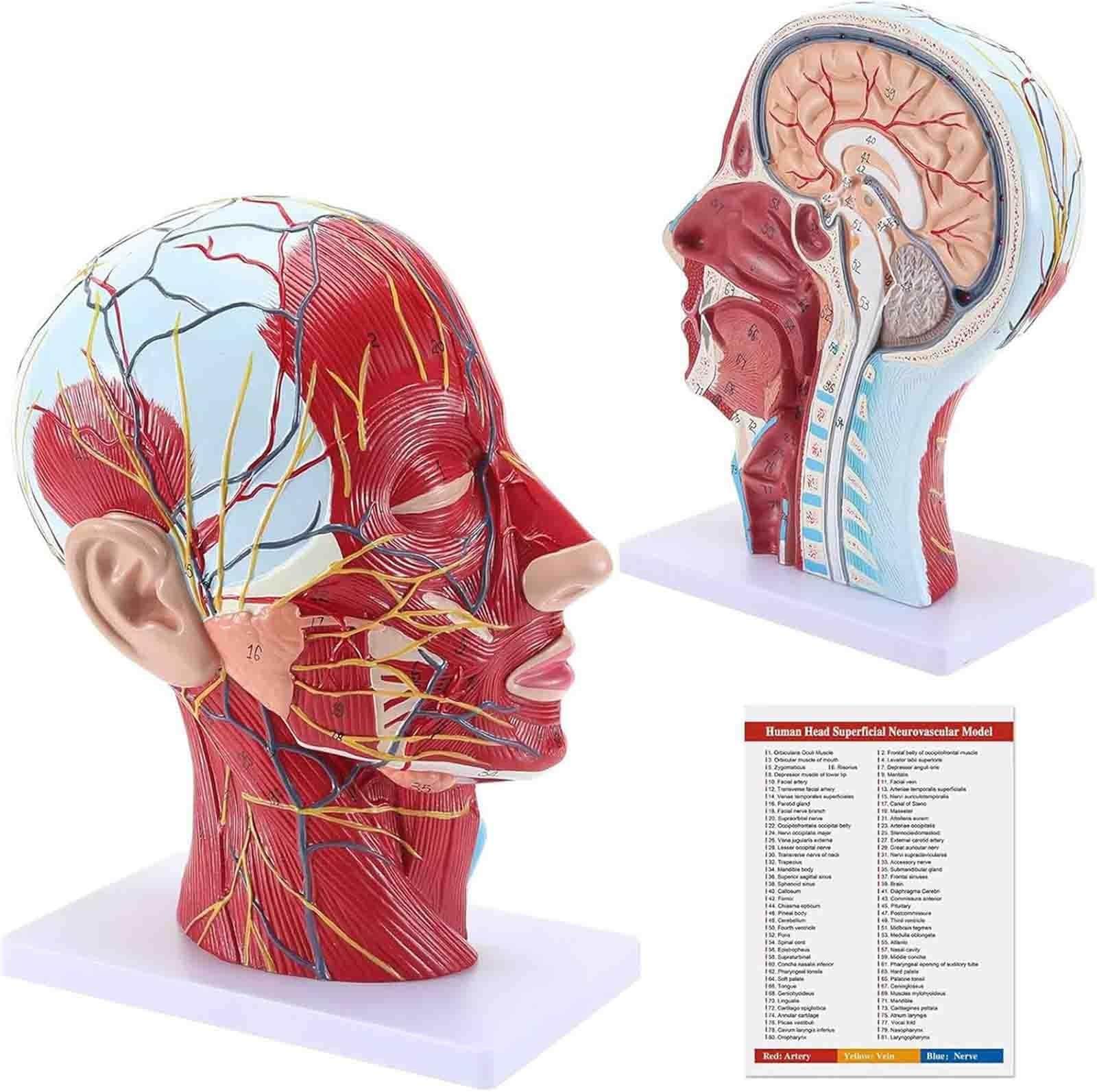 Modello anatomico a grandezza naturale di testa umana: cranio, metà testa umana con sistema neurovascolare superficiale e muscolatura, cervello per l'insegnamento e l'apprendimento in ambito medico