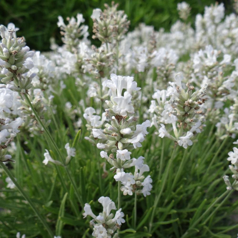 Stauden Gänge 10 x Lavandula angustifolia 'Alba' Echter Lavendel winterhart | Immergrüne Staude für Sonne, Blüte Juli bis August, mehrjährig, 9x9 cm Topf