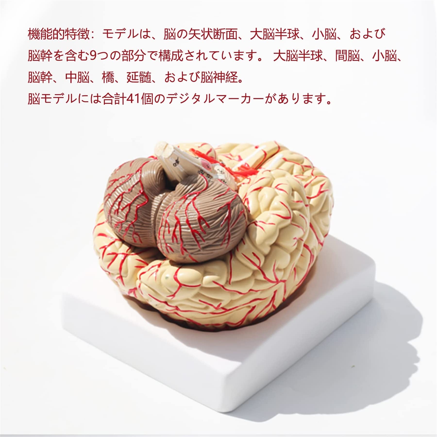 脳血管模型 脳動脈 脳静脈 脳神経模型 Amazon.co.jp: 脳の解剖学モデル脳 模型 脳モデル脳血管 大脳動脈神経