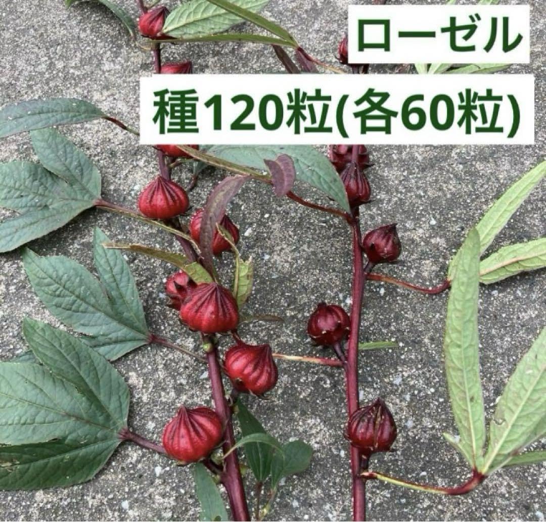 Amazon.co.jp: ローゼル 種120粒 (各60粒) 赤2種類(花はクリーム