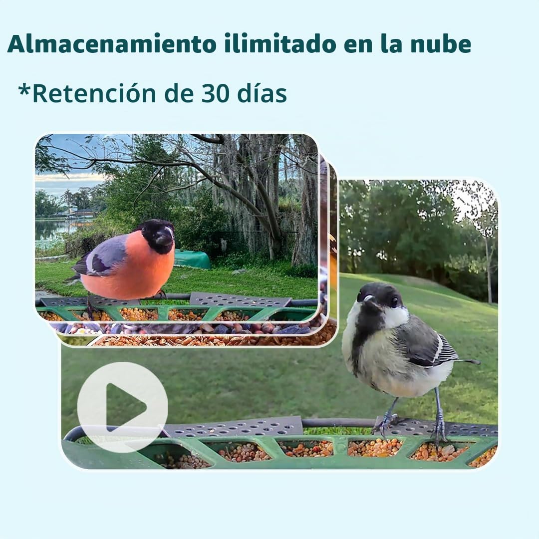 Birdfy 2 Pro - Alimentador de pájaros con 2 K Dual-Camera para observación, identificación de Especies de Aves AI, Video a cámara Lenta, visión Nocturna en Color, notificaciones en Tiempo Real