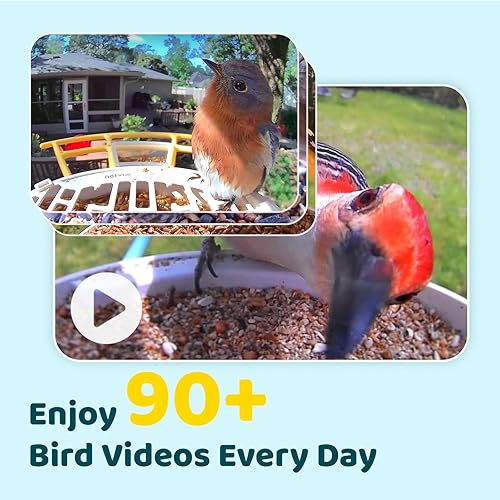 Miniatura 3 de NETVUE by Birdfy AI - Comedero inteligente para pájaros con cámara, captura automáticamente cada pájaro que viene e identifica más de 6000 especies