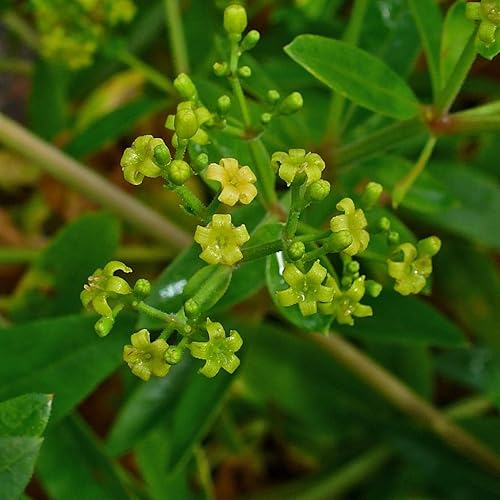 Palm Beach Medicinal Herbs - Madder (Rubia tinctorum) - Paquete de 10 Semillas