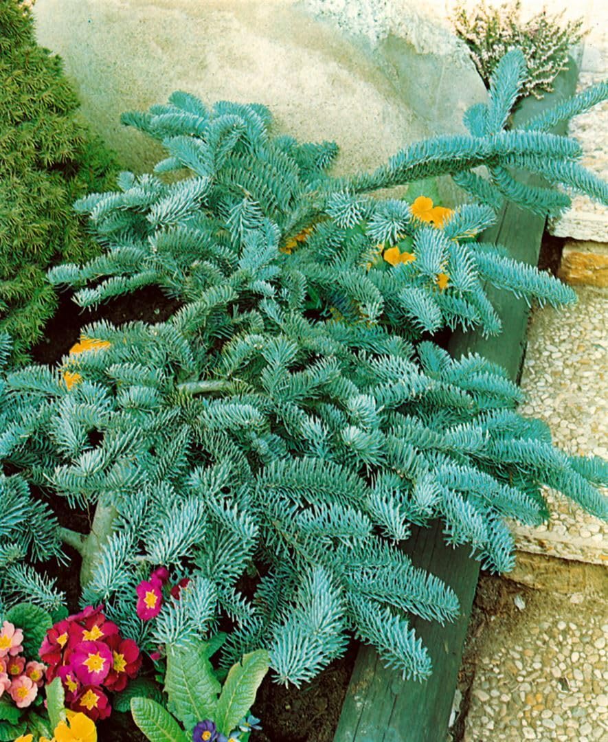 Abies procera 'Glauca' 25–30 cm – Winterhart, Immergrün, Pflegeleicht – Edeltanne – Weihnachtsbaum für Garten & Kübel