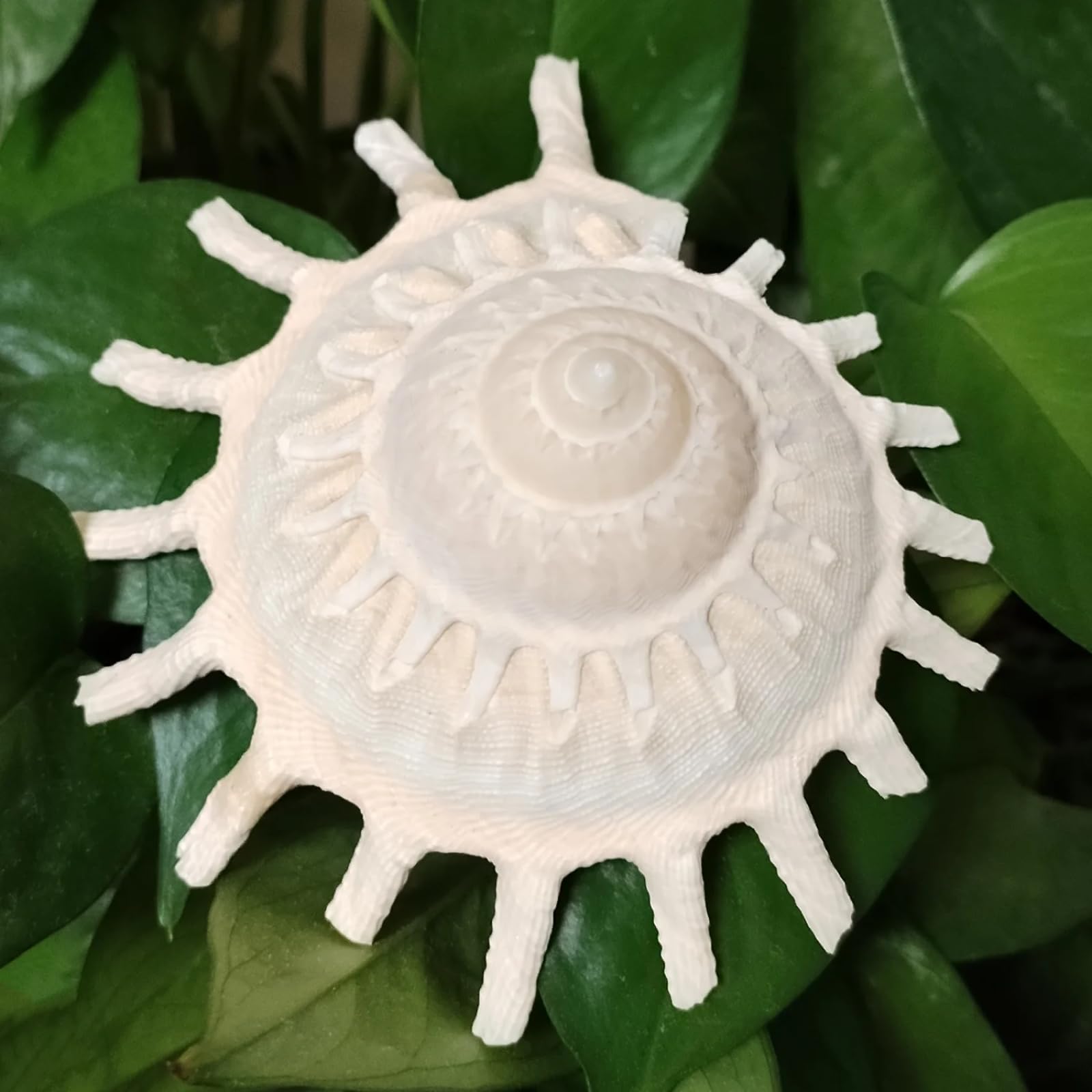 Conchiglie per decorazione, 1 pezzo, 8-11 cm, grande conchiglie giallo chiaro conchiglia per decorazioni per la casa e l'ufficio, collezione di ornamenti per acquari