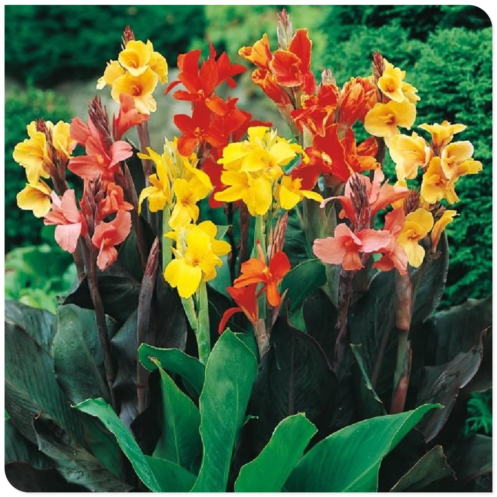 Canna Lily Bulbs Mix Flowering, Canna Lily Tubers, Canna Lily Grow Fast. Exotic, Excellent Display, Canna Lily Easy to Plant, Canna Lily Hardy Perennial Canna Plants UK,-1bulbs-C