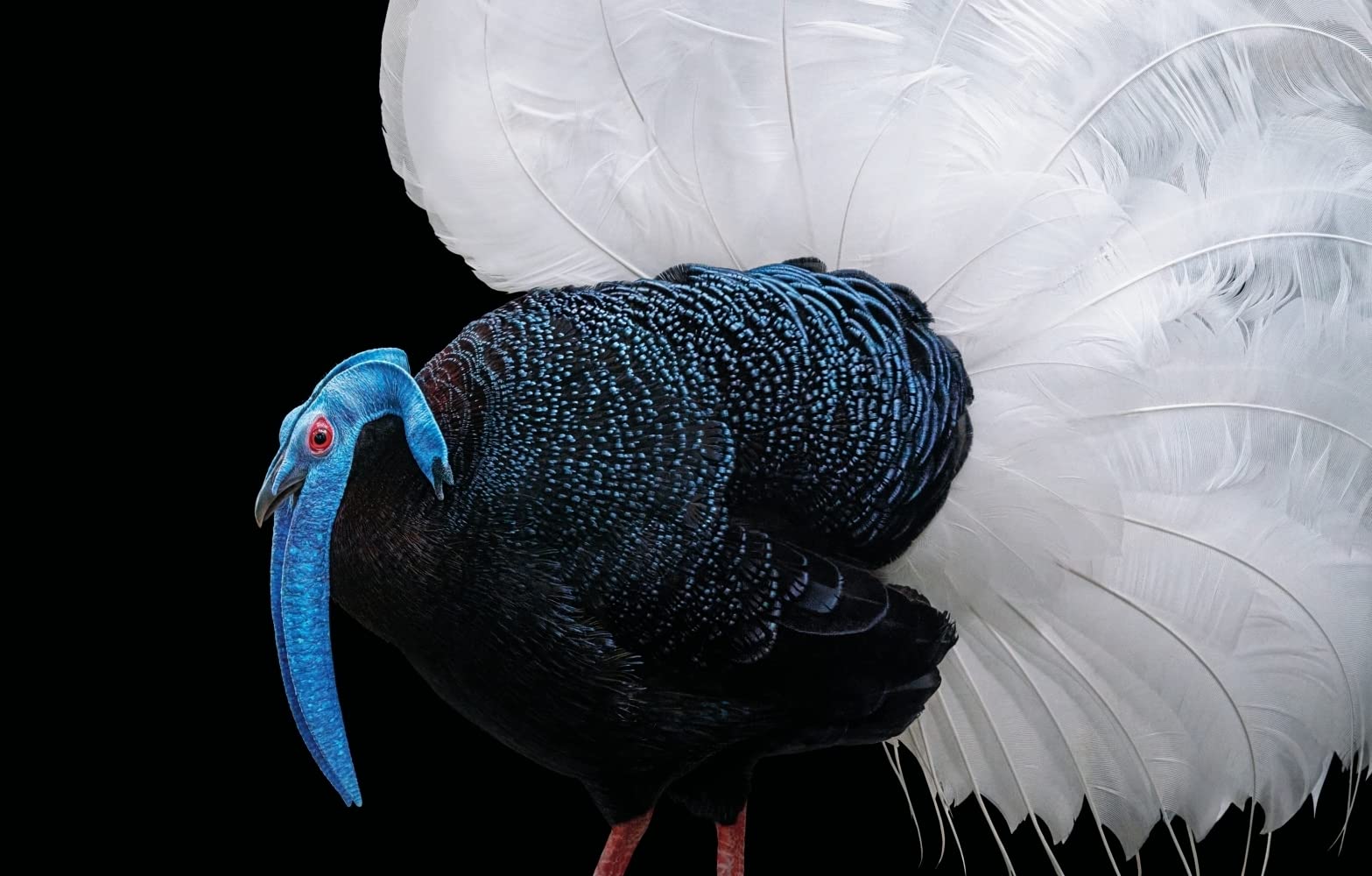 Vögel: Eine fotografische Liebeserklärung in Porträts. Foto-Bildband Vögel der Welt. Wissensbuch des Jahres 2022