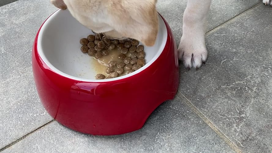 犬　プロテイン　ドクターワンパク4セット Dr.WANPAKU（ドクターワンパク）クレイプロテイン｜ しっぽLAB