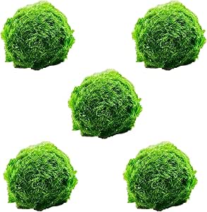 3 Medium Live Moss Pebble Balls - 1-1.5 Inch Marimo Algae Spheres For Aquarium & Fish Tanks