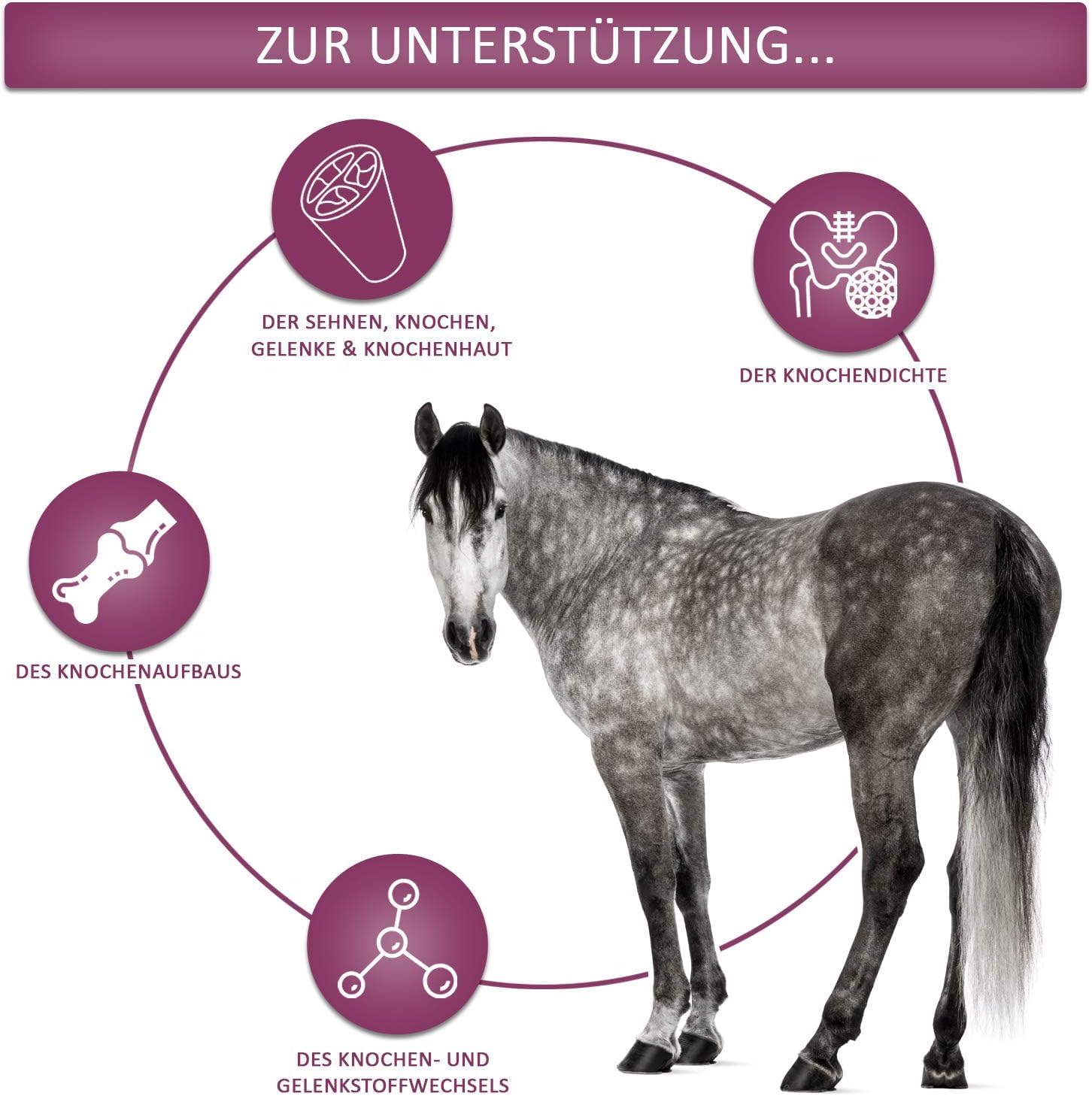 Bones (1,5 kg) | Vitamin K2 und D3, Kalzium und MSM | Premium Ergänzung für Pferde (1,5 KG) | für Knochen, Knorpel,65,ß Bindegewebe