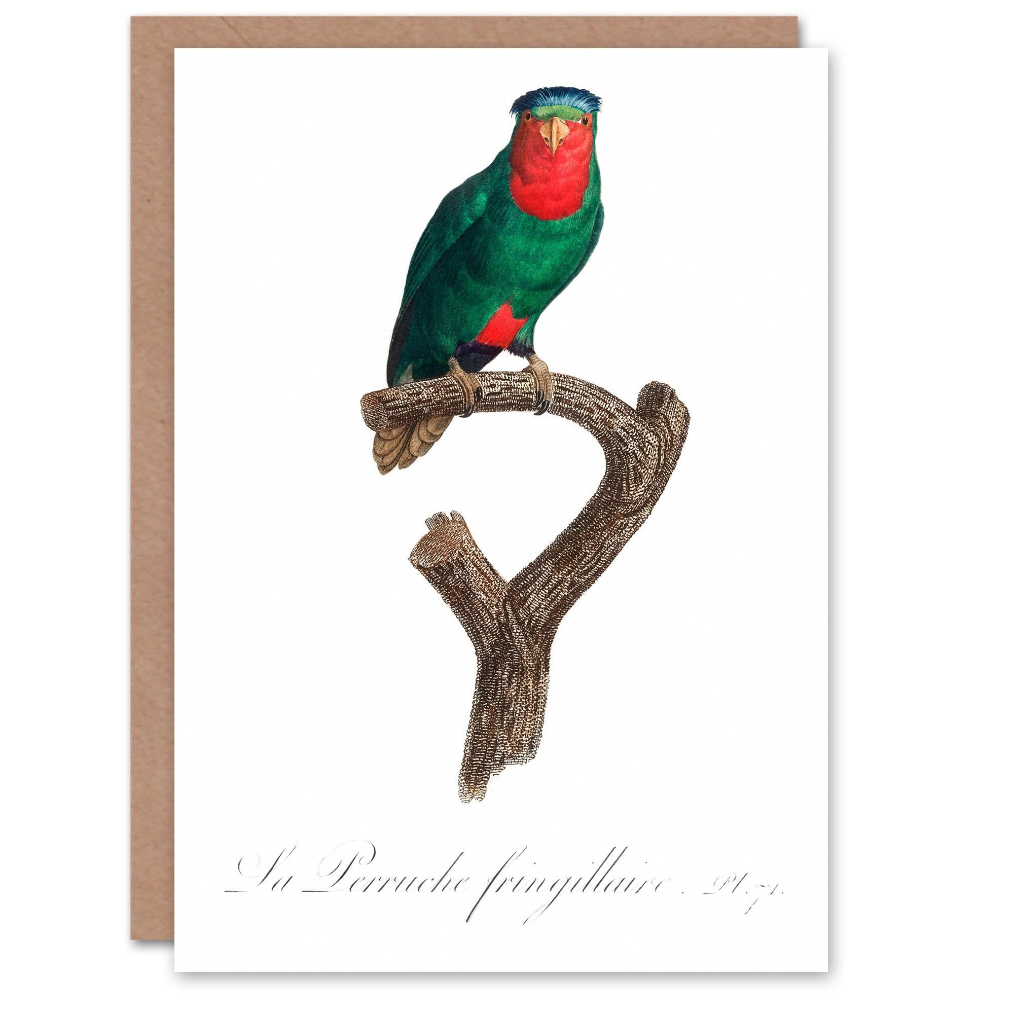 Artery8 Francois Levaillant Art Card The Blue Crowned Lorikeet Parrot