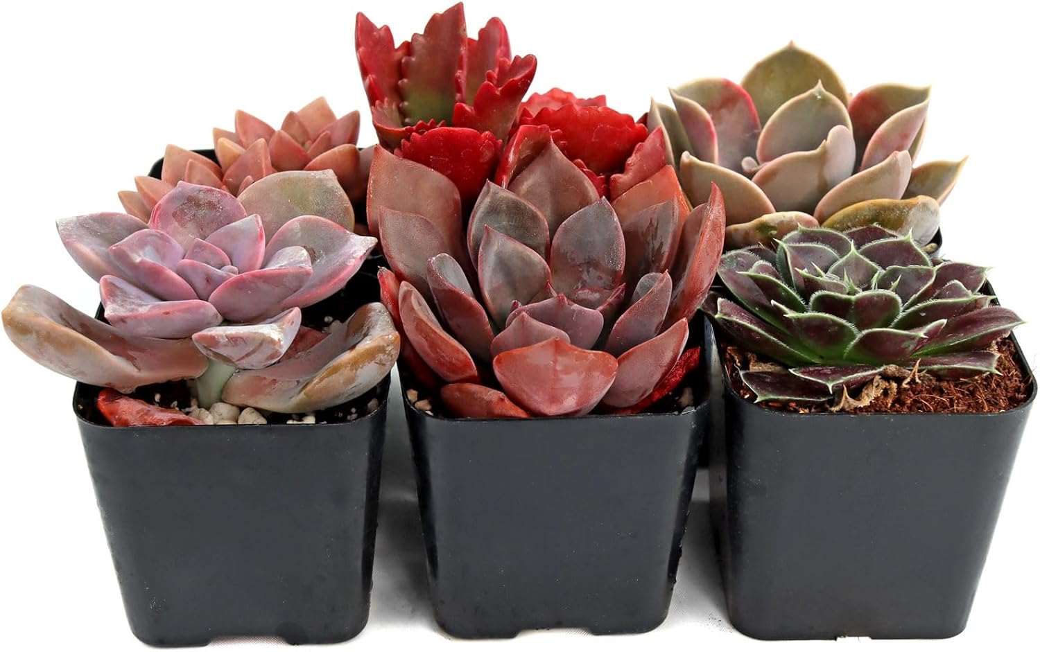 Mountain Crest Gardens Pink, Purple & Red Succulent Pack - 6 Live Plants in 2 Inch Pots - Real Succulents for Indoor/Outdoor Decor, DIY, and Gifts