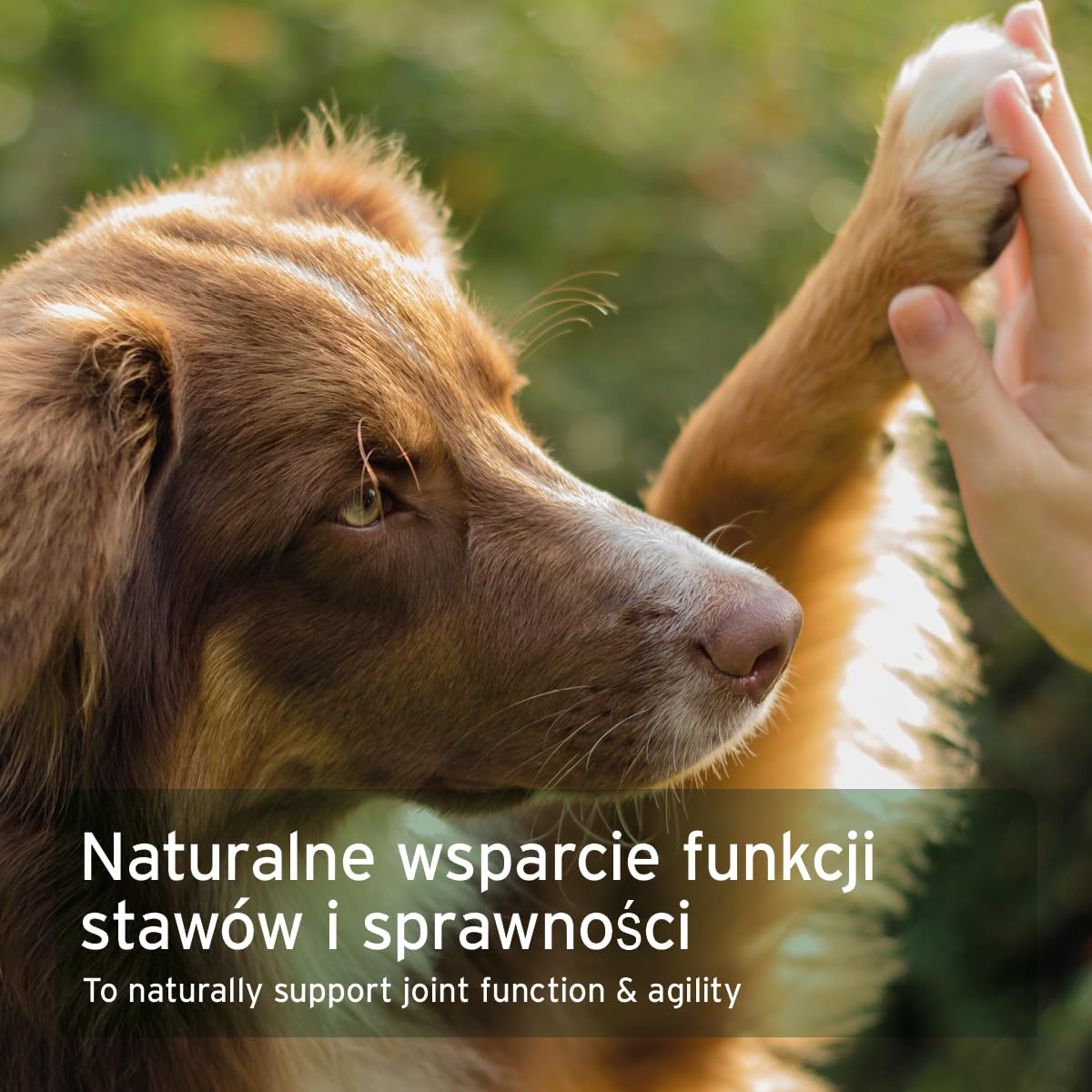 AniForte Marine Kolagen proszek dla psów CollaMove 450 g - Kolagen rybny wspomaga stawy, ścięgna i więzadła – naturalny produkt dla sprawności stawów i zwinności