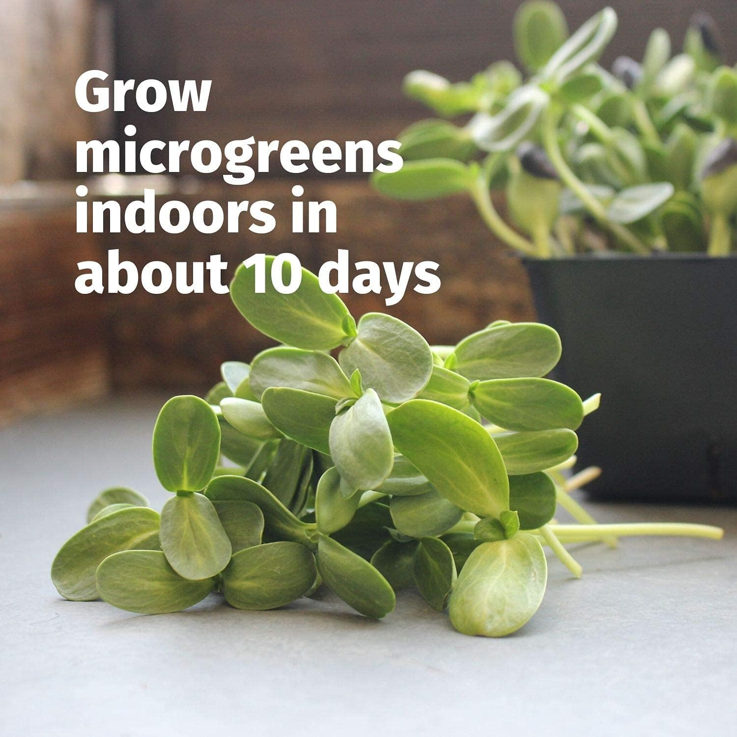 Premium Hydroponic Microgreens Growing Kit - Grow Micro Greens & Baby Salad - Indoor Garden: All Supplies - 6 Seed Varieties, Bamboo Grow Pads, Trays, Instructions, Spray Bottle, Soil Test Kit