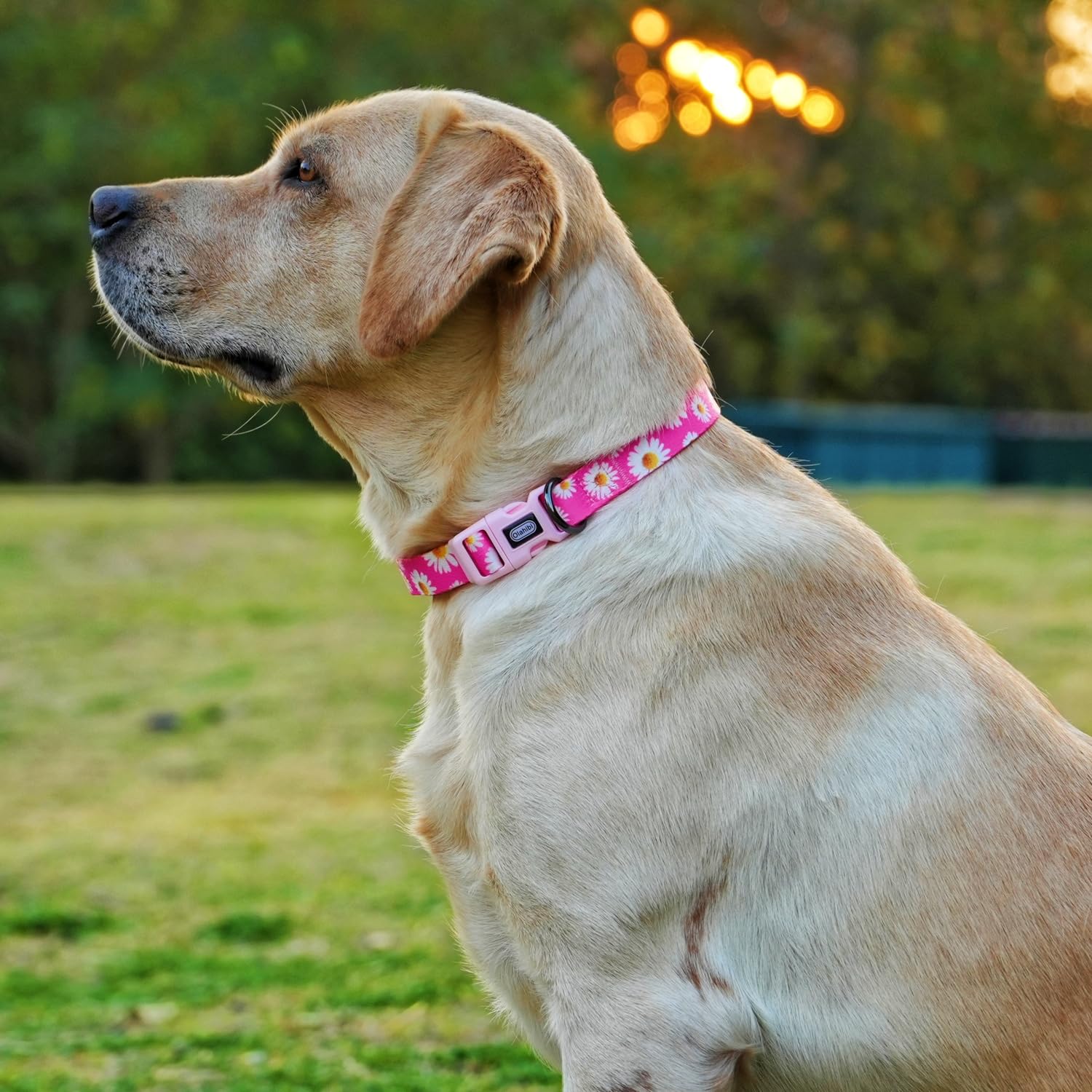 Dog Collar and Leash Set, Cute Pink Daisy Pattern, Polyester Material, 5ft Leash, for Small Dogs.(S, Daisy Set)