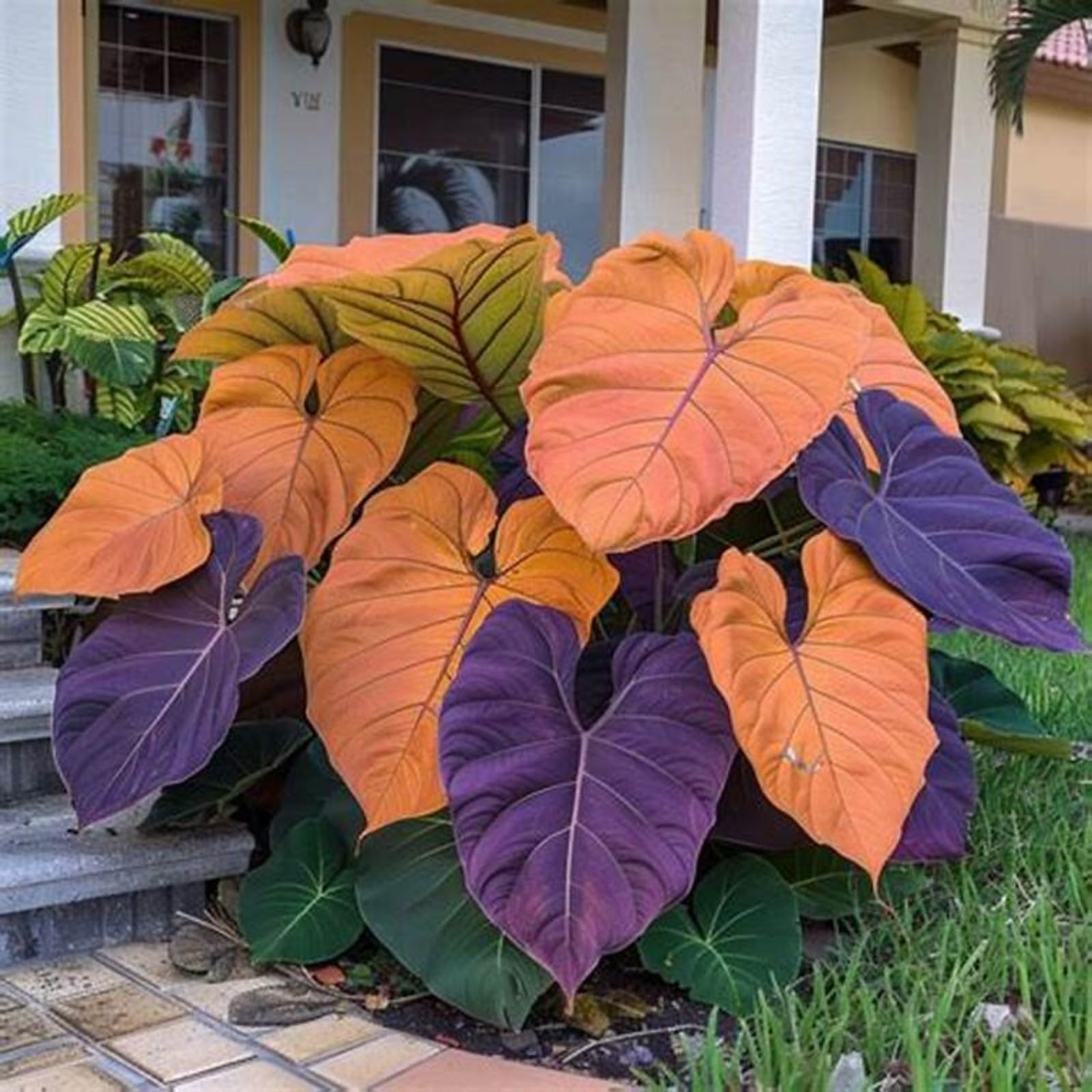 Gorgeous Elephant Ears Mix for Planting UK,Greening Flower,Perennial,Strong Plants That Grow Well,Excellent Display,Iridescent,Good for Containers,Greening Rhizome,Hardy.-10Bulbs-greenH