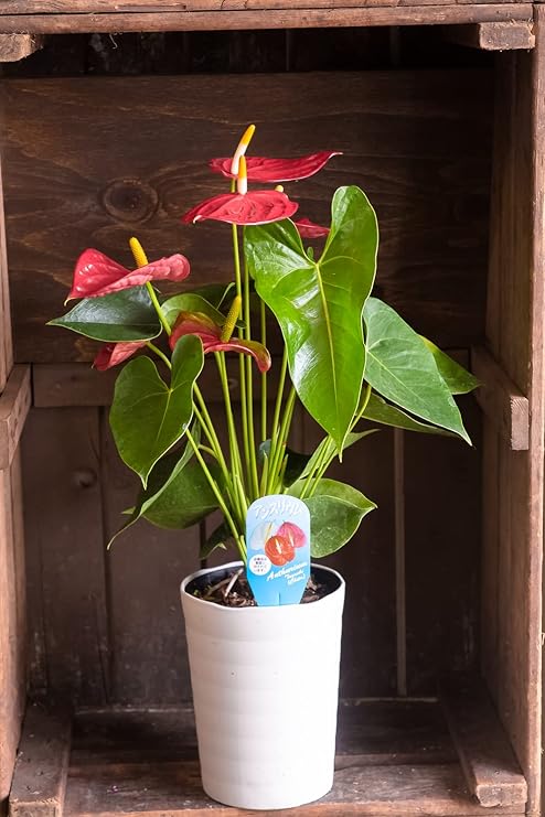 Amazon ギフト 店長こだわり逸品 アンスリューム鉢 色おまかせ ラッピングしてお届け 鉢花 鉢植え フラワーギフト アンスリューム 父の日 サマーギフト 開店祝い 誕生日祝い 早い者勝ち いろいろな種類が選べます 色おまかせ 観葉植物 オンライン通販