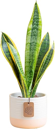Costa Farms - Planta de la serpiente o lengua de suegra de interior viva, planta sansevieria en maceta para decoración del hogar, maceta blanca