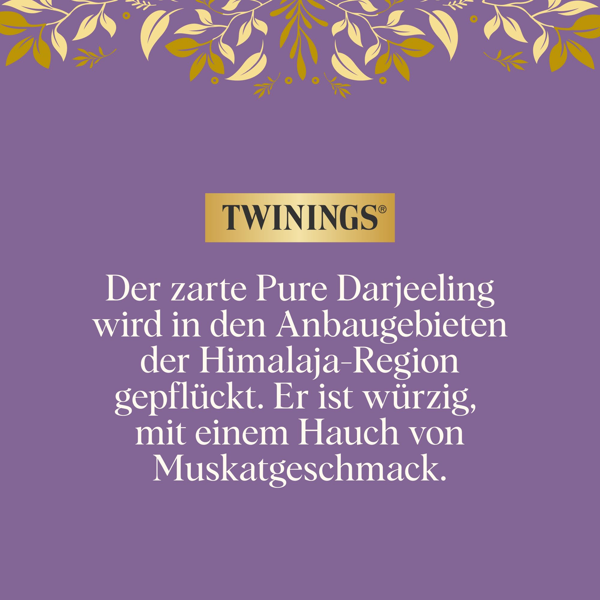 Twinings PURE DARJEELING Schwarzer Tee im Teebeutel - zarter Schwarztee mit einem Hauch Muskat, gepflückt in den Anbaugebieten der Himalaja-Region, 12er Pack (je 10 Beutel)
