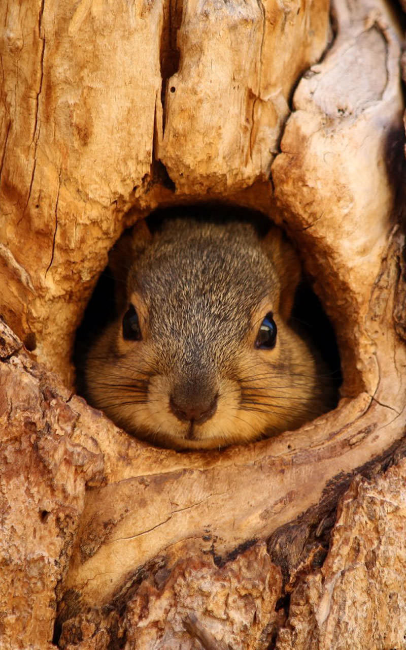 Aplicación Cute Animals Live Wallpaper en Amazon Appstore