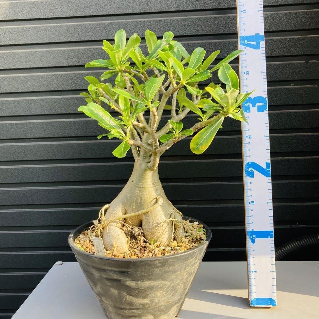 アデニウム オベスム 特大株 塊根植物 抜き苗発送 Amazon.co.jp: 大型株 アデニウム オベスム 抜き苗発送 : おもちゃ
