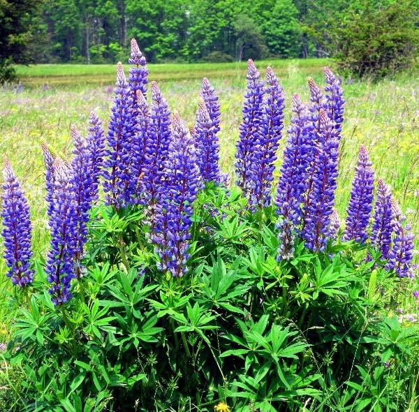 Buy4seeds 20 Seeds Flower Blue Lupine lupinus angustifolius