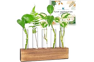 Plant Rooting Vase: Effortless Plant Propagation for Plant Enthusiasts