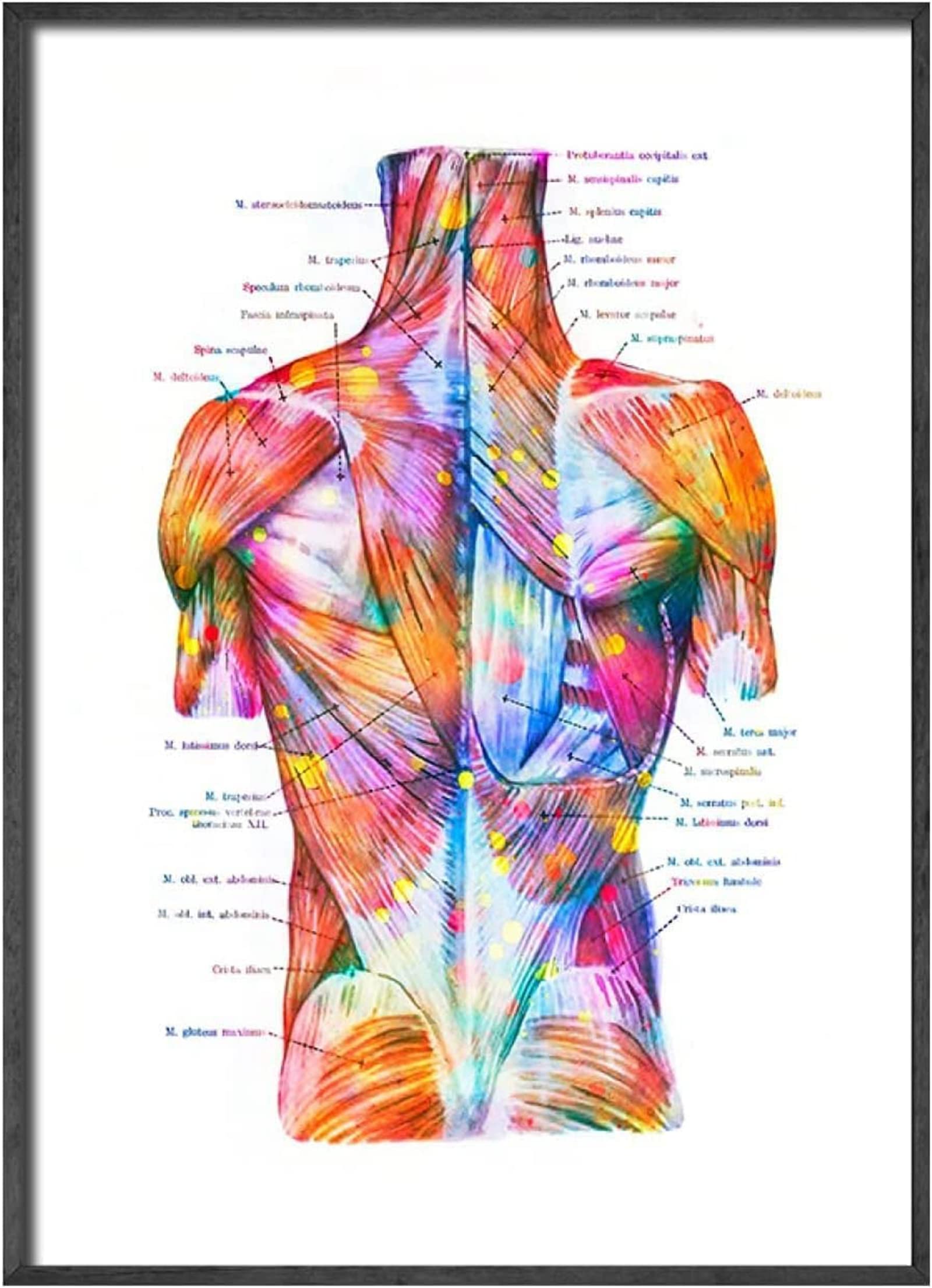 Anatomie Medizin Leinwand Malerei Bilder Menschliches Muskelsystem Poster Kunstdruck Wandbilder für Krankenhaus Klinik Deko Rahmenlos (6X50X70CM)