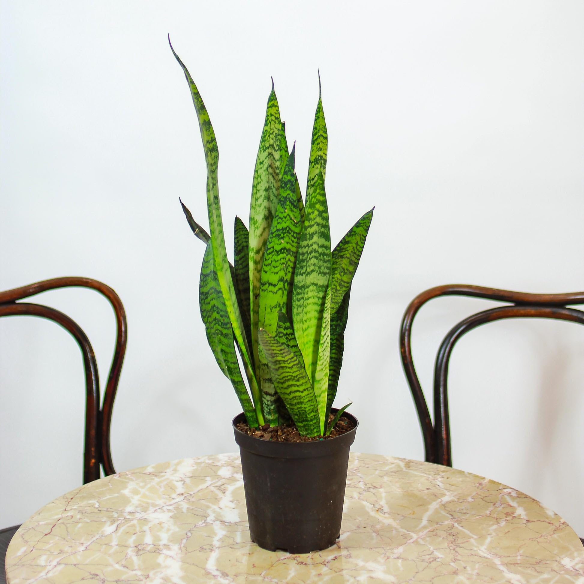 Sansevieria Tripasciata Plant,Zeylanica, Laurentii, Snake Plant, Best Decorative Indoor and Outdoor Plant, Onely 3 Healthy Planst Without Pots (B0BZT7T7RV) Amazon Price History, Amazon Price Tracker