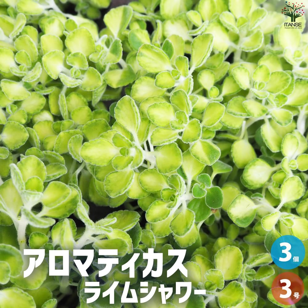 Amazon.co.jp: ITANSE アロマティカス・ライムシャワー 3号