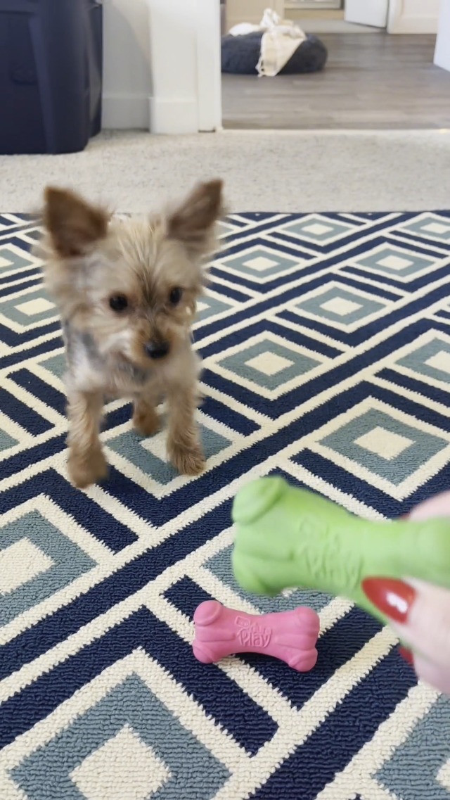 Hartz Duraplay Squeaky Latex Dog Toy Review  on Amazon Live