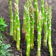 50 Asparagus Seeds – Heirloom Vegetable, Hardy Perennial Spears for Garden Beds & Containers