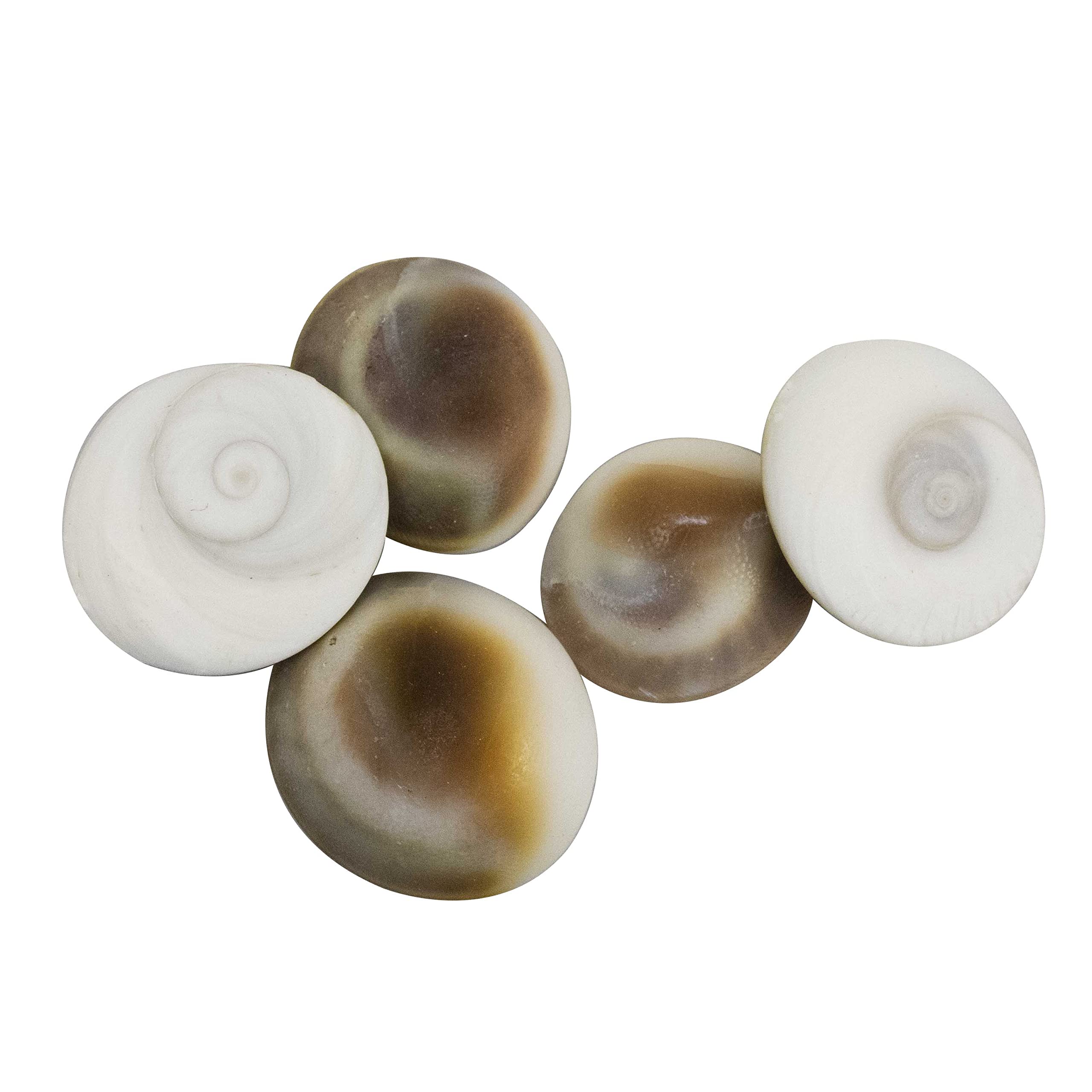 Spillbox Original Gomati | Gomathi Chakra | Chakram for Lakshmi Pooja | Puja, Wealth, Luck, Astrology (5, White)